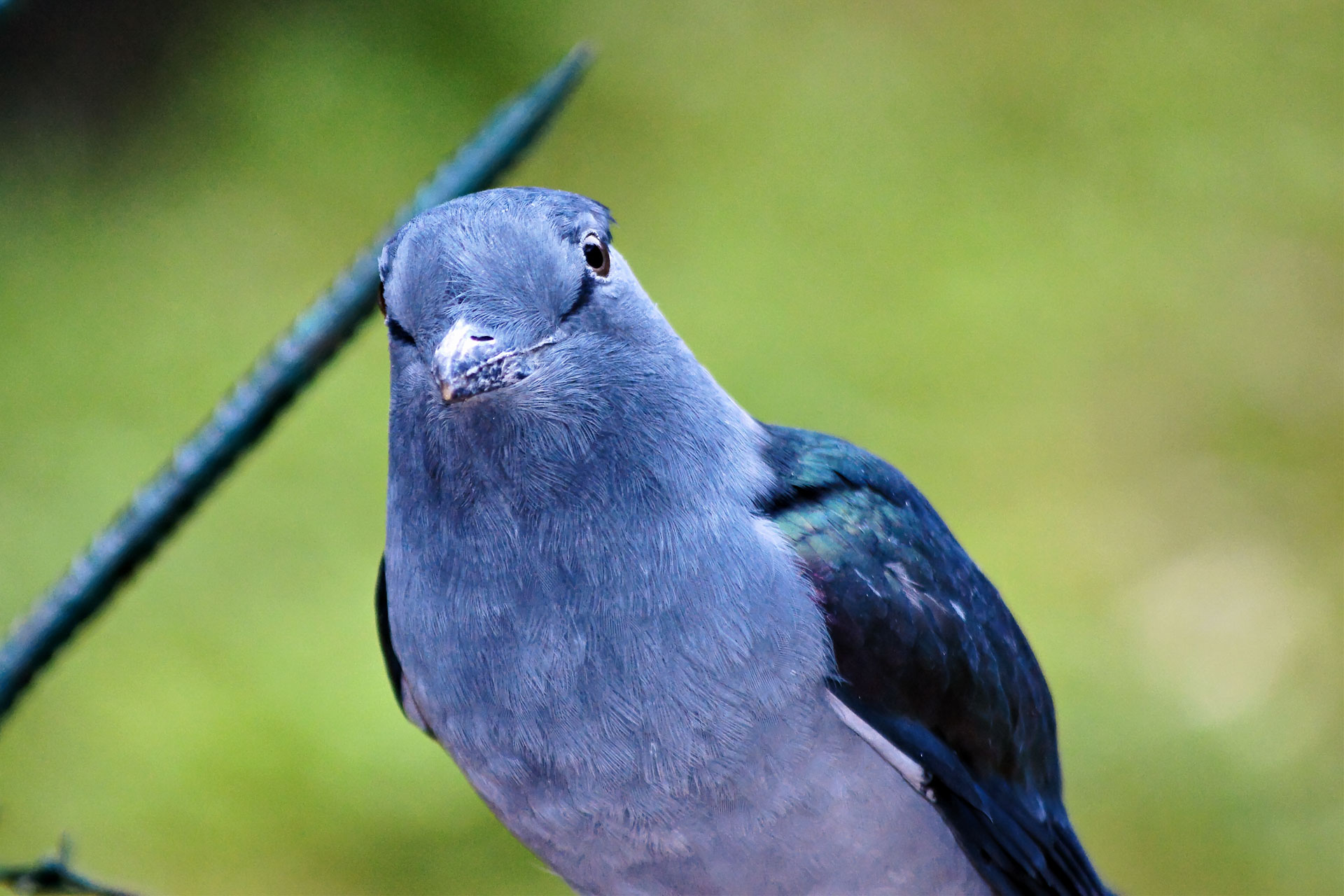 Kuckucksroller (Leptosomus discolor) oder Kurol